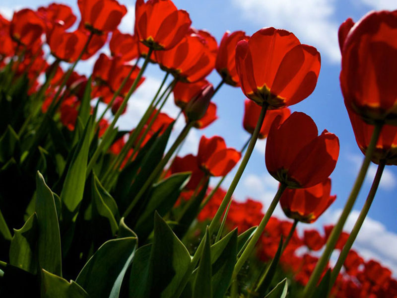 Red tulips shot from the ground at a slight angle